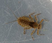 epeorus albertae 2.jpg