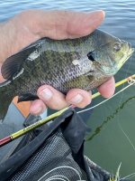 IMG_2034.jpeg