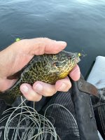 IMG_2040.jpeg