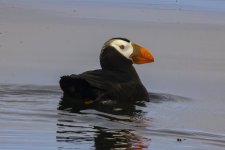 B07TuftedPuffin3278.jpg
