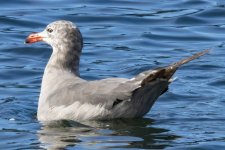 B04HeermannsGull3294.jpg
