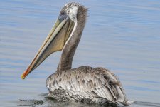 B02BrownPelican3239.jpg