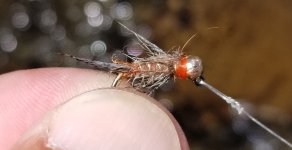 20230814_mbnymph.jpg 20230814_mbnymph.jpg