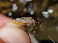 20230814_divingcaddis.jpg 20230814_divingcaddis.jpg