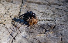 012-wasp-081423.jpg 012-wasp-081423.jpg