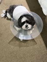 IMG_2800.jpeg