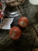 IMG_5265.jpeg