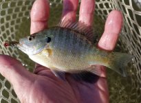 20230816_bluegill.jpg 20230816_bluegill.jpg