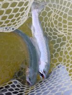 20230816_dbltrout.jpg 20230816_dbltrout.jpg