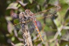 C07VariegatedMeadowhawk3531.jpg