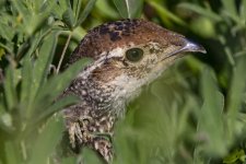 D02SootyGrouseChick3421.jpg
