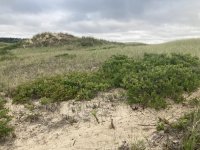 IMG_4362.jpeg