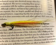IMG_2065.jpeg