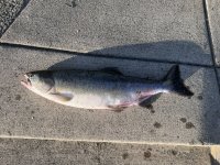 IMG_7590.jpeg