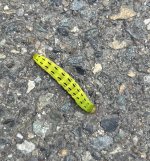IMG_4490.jpeg IMG_4490.jpeg