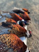 ND pheasant 2.jpeg