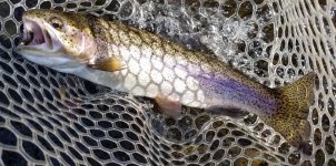 20230823_hefish.jpg
