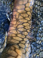 164817AB-F32E-49ED-B09F-1FF2E60E9B09.jpeg