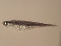 A02ShockAndAwe6721.jpg