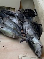 A11MessOfTuna6709.jpg