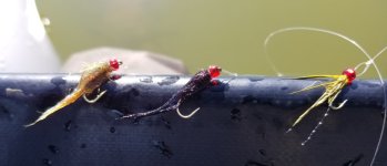 20230827_flies.jpg