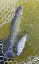 20230827_troutdoub.jpg