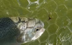 20230827_tellicofish.jpg