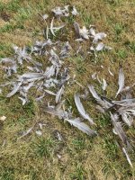 IMG_0279.jpeg