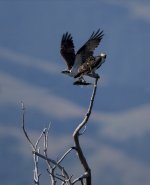 IMG_3344.jpeg