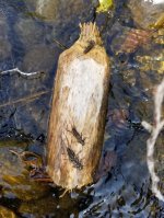 20230829_stones_beaver.jpg