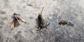 20230831_flies.jpg 20230831_flies.jpg