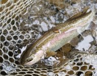 20230831_bopfish.jpg 20230831_bopfish.jpg