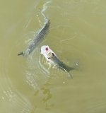 IMG_2353.jpeg IMG_2353.jpeg
