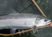 IMG_4647.jpeg