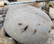 20230829_flies.jpg