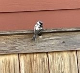 chickadee 2.jpg chickadee 2.jpg