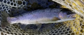 20230907_daddyfish.jpg