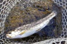 20230907_kdsfish.jpg