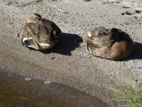 Diamond Lake Ducks @ Shoreline.JPG Diamond Lake Ducks @ Shoreline.JPG