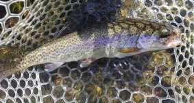 20230908_fish1.jpg