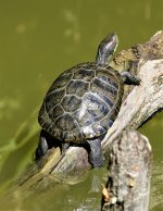 Turtle 2023 .JPG
