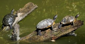 Turtles Fall 2023 1.JPG
