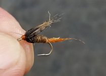 20230912_divingcaddis.jpg 20230912_divingcaddis.jpg
