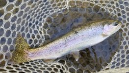 20230912_divingcaddisfish.jpg 20230912_divingcaddisfish.jpg