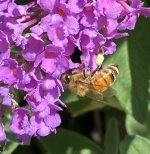 IMG_3905.jpeg