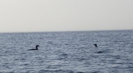 IMG_4776.jpeg