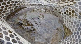 20230918_stimfish.jpg 20230918_stimfish.jpg