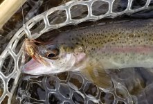 20230918_frstladycarolinefishb.jpg 20230918_frstladycarolinefishb.jpg