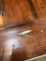 IMG_5282.jpeg