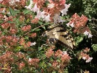 IMG_4728.jpeg